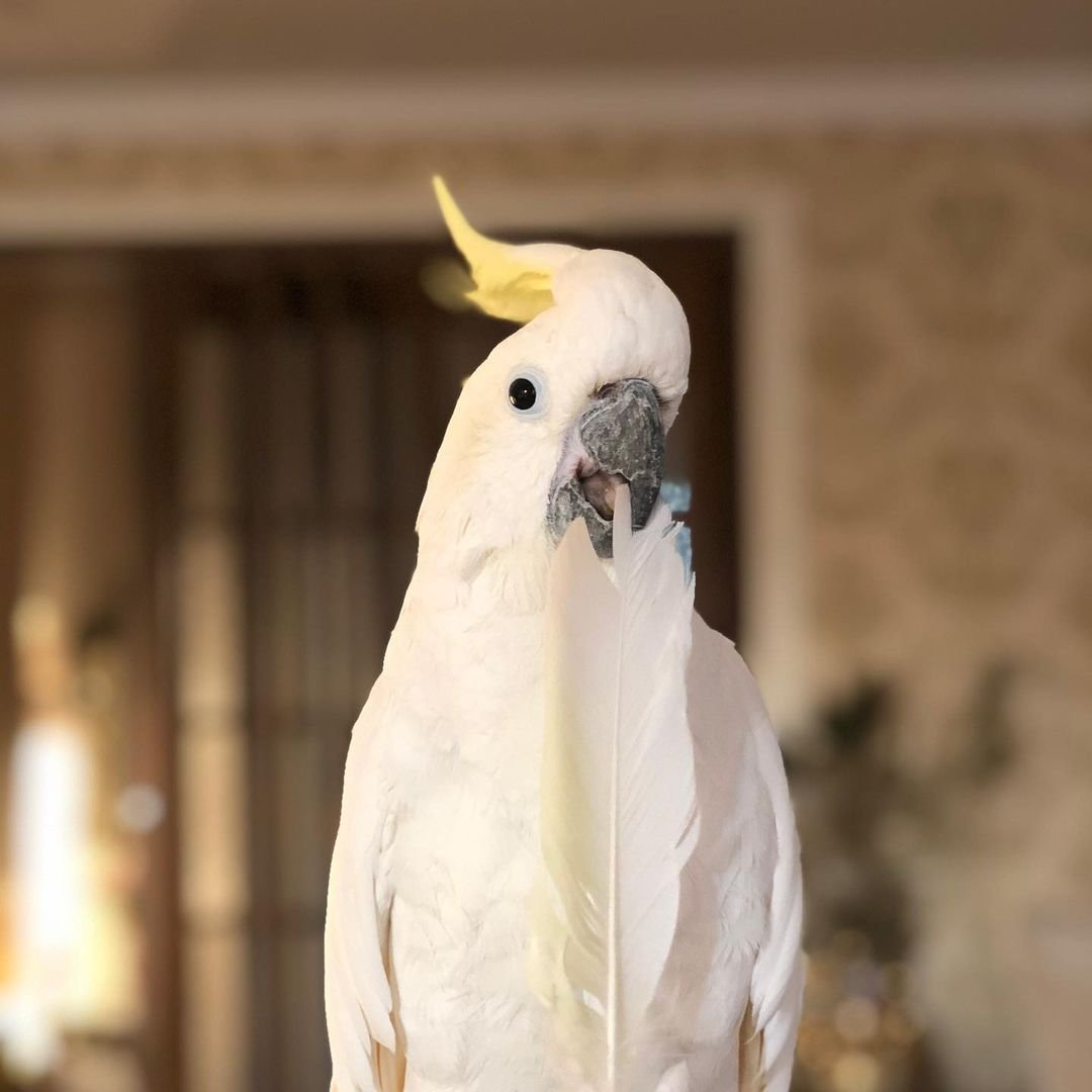 Male Sulphur-Crested Cockatoo for Sale Male Sulphur-Crested Cockatoo for Sale