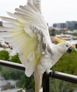 Male Sulphur Crested Cockatoos Parrot