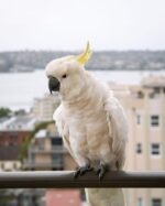 Male Sulphur Crested Cockatoos Parrot