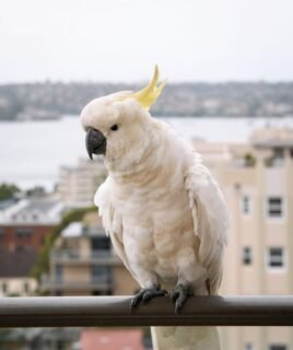 Male Sulphur Crested Cockatoos Parrot