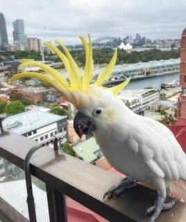 Male Sulphur Crested Cockatoos Parrot