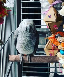 Male Tame Talking African Grey Parrot
