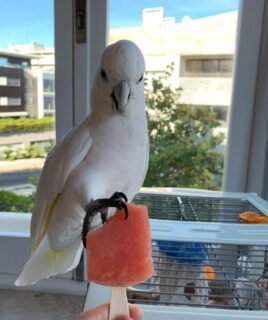 Male Umbrella Cockatoo