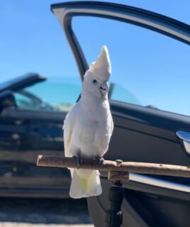 Male Umbrella Cockatoo