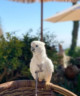 Male Umbrella Cockatoo