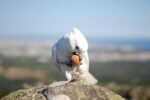 Male Umbrella Cockatoo