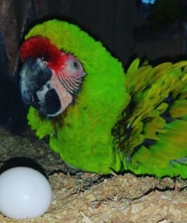 Military Macaw Parrots eggs