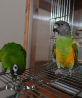 New Large Aqua Hahn’s Macaw Parrots