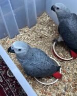 Pair Of African Grey Babies Parrots