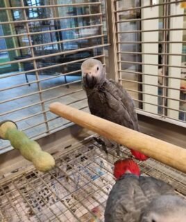 Pair Of African Grey Babies Parrots