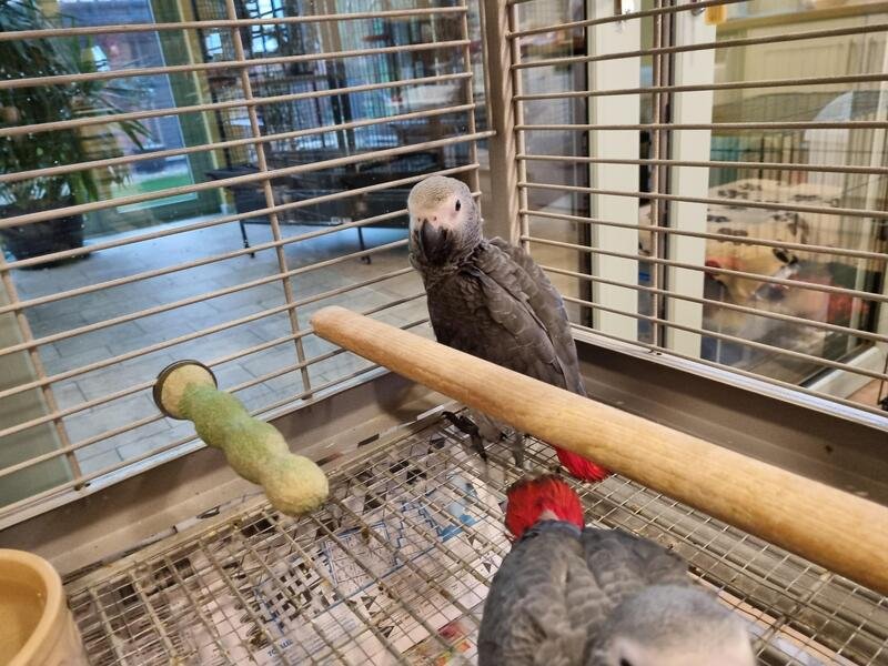 Pair Of African Grey Babies Parrots Pair Of African Grey Babies Parrots