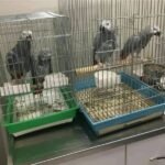 Pair Of Friendly African Grey Parrots