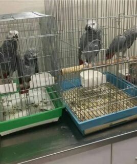 Pair Of Friendly African Grey Parrots