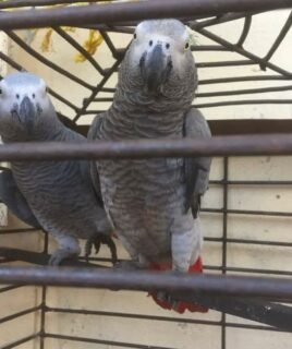 Pair Of Friendly African Grey Parrots