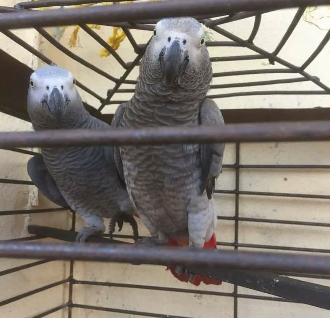 Pair Of Friendly African Grey Parrots Pair Of Friendly African Grey Parrots