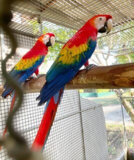 Pair of Scarlet Macaw Parrots