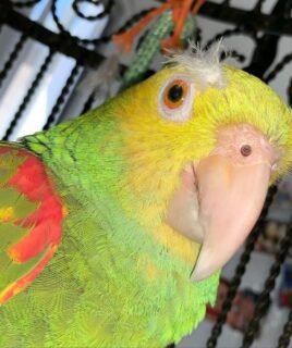 Playful Male Amazon Parrot for Sale