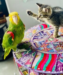 Playful Male Amazon Parrot for Sale