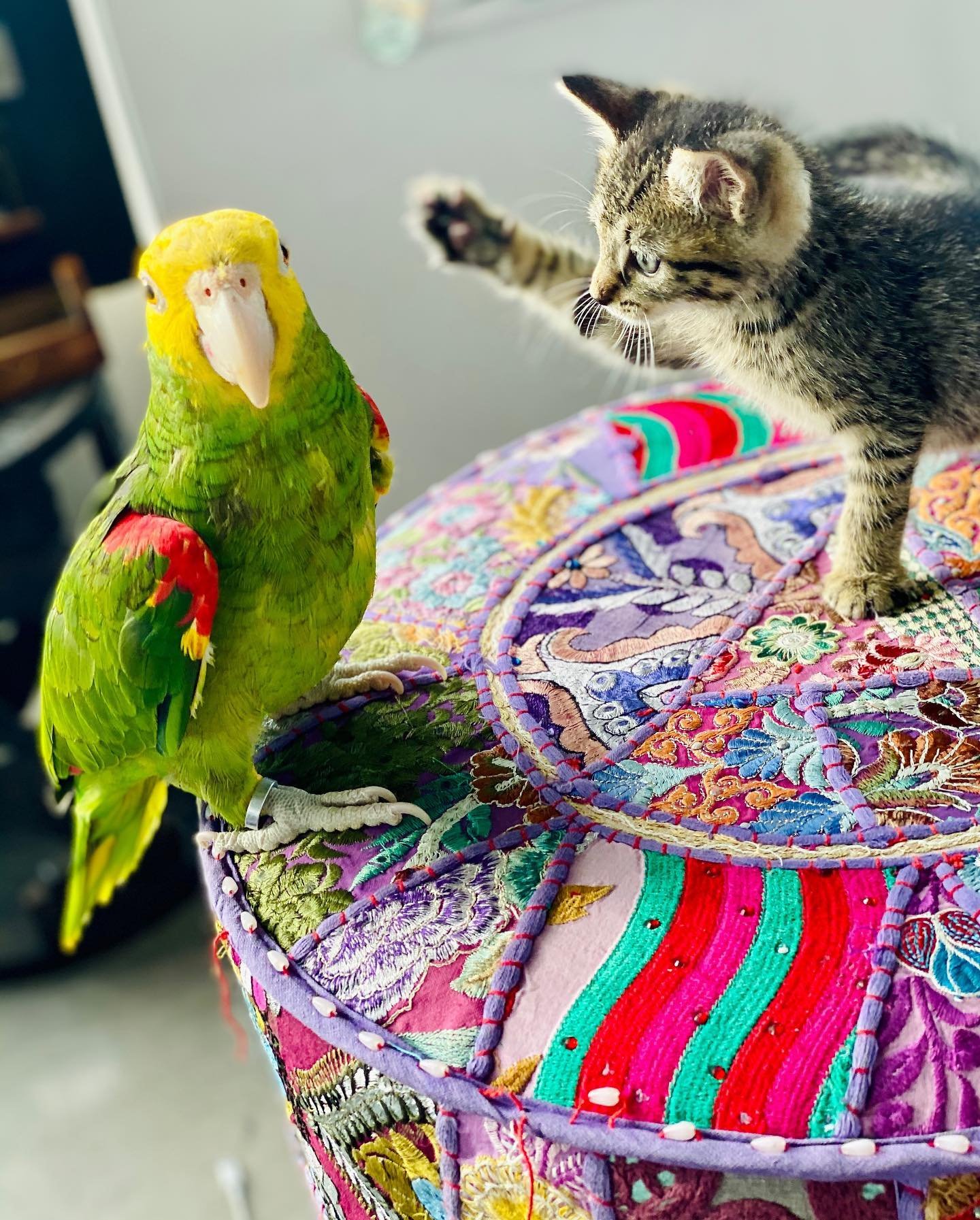 Playful Male Amazon Parrot for Sale Playful Male Amazon Parrot for Sale