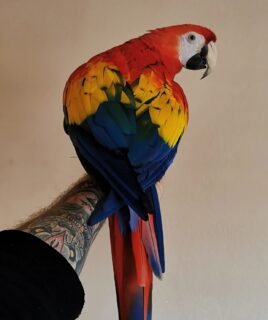 Rainbow Scarlet Macaw Parrot