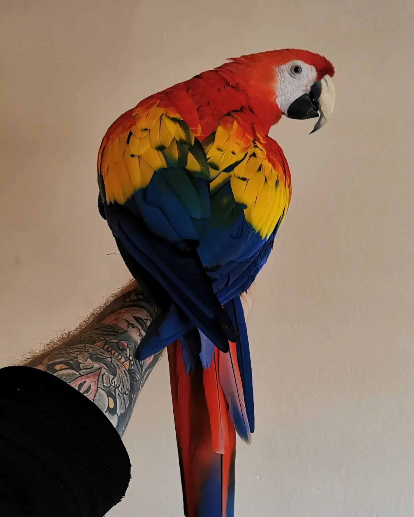 Rainbow Scarlet Macaw Parrot Rainbow Scarlet Macaw Parrot
