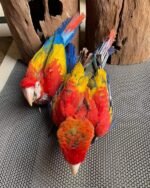Scarlet Macaw Babies