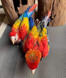 Scarlet Macaw Babies