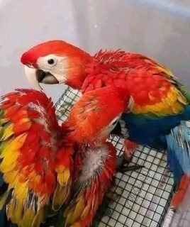 Scarlet Macaw Babies