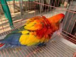 Scarlet Macaw – Female (5 Months Old)
