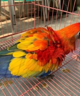 Scarlet Macaw – Female (5 Months Old)