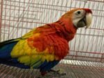 Scarlet Macaw – Female (5 Months Old)