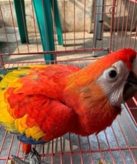 Scarlet Macaw – Female (5 Months Old)
