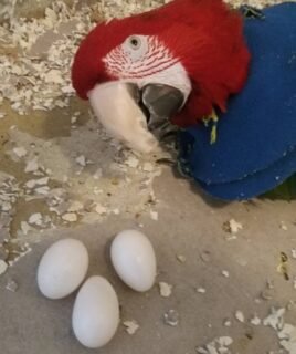 Scarlet Macaw Parrot Eggs
