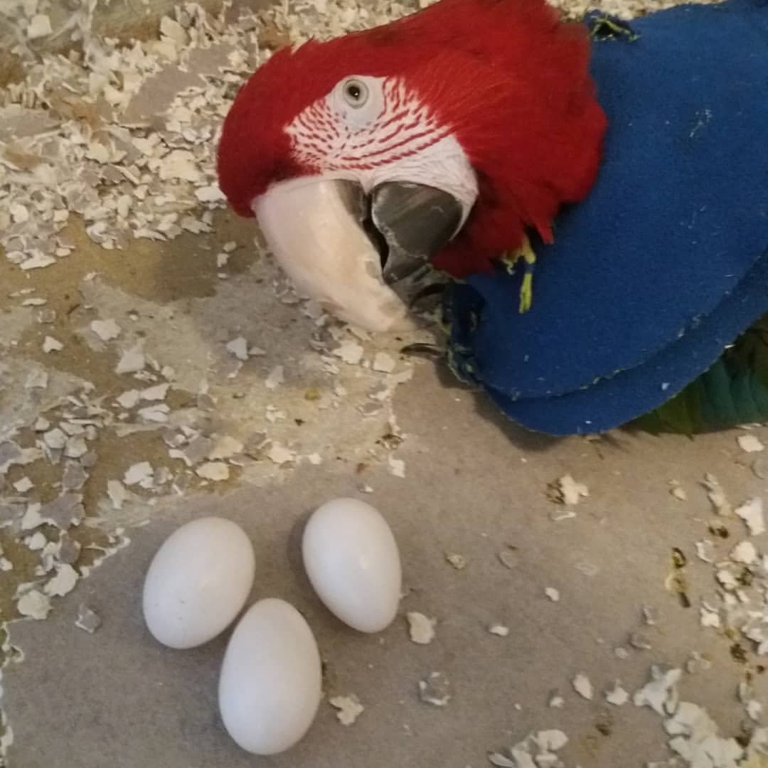 Scarlet Macaw Parrot Eggs Scarlet Macaw Parrot Eggs