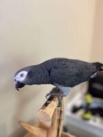 Sweet Male Timneh African Grey Parrot