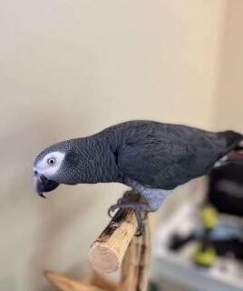 Sweet Male Timneh African Grey Parrot