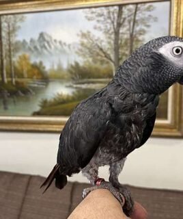 Sweet Male Timneh African Grey Parrot