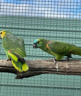 Talking 10-Month-Old Male & Female Amazons