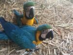 Talking Male & Female 6-Month-Old Macaws