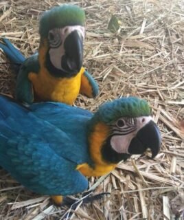 Talking Male & Female 6-Month-Old Macaws