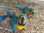 Talking Male & Female 6-Month-Old Macaws