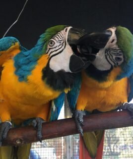 Talking Male & Female 6-Month-Old Macaws