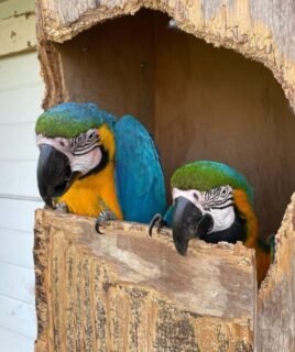 Talking Male & Female 8-Month-Old Macaws