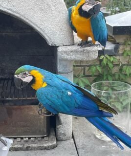 Talking Male & Female 8-Month-Old Macaws