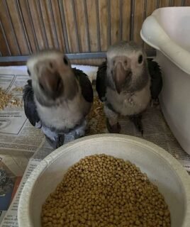 Timneh African Grey Babies for Sale