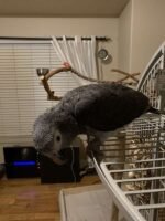 Timneh African Grey Parrot