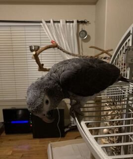 Timneh African Grey Parrot