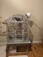 Timneh African Grey Parrot