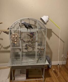 Timneh African Grey Parrot