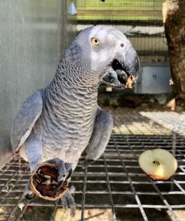 Trained Male African Grey Parrot